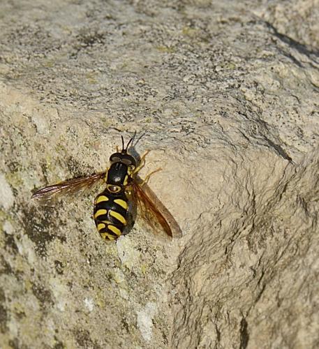 Chrysotoxum intermedium